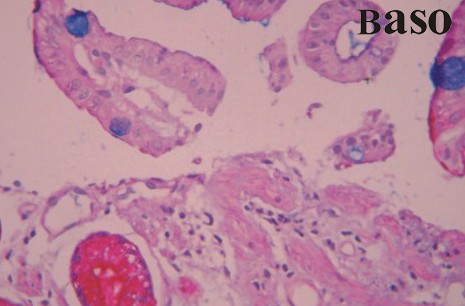 ��(��i)���{(l��n)-��ԭȾɫҺ��AB-PAS��